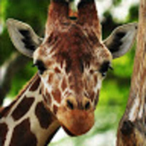 Meet your Posher, Dreambig